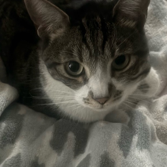 izzylikescats